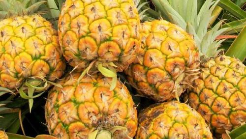 Fresh Pineapple