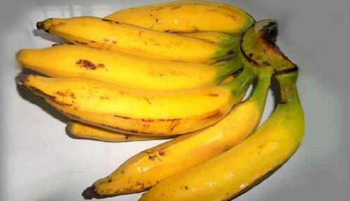 Plantain