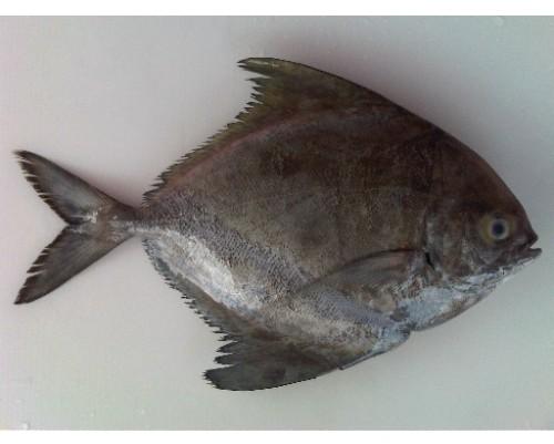Fresh Black Pomfret Fish