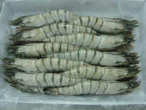 Frozen Black Tiger Shrimps