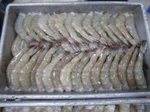 Frozen Headless Vannamei Shrimps