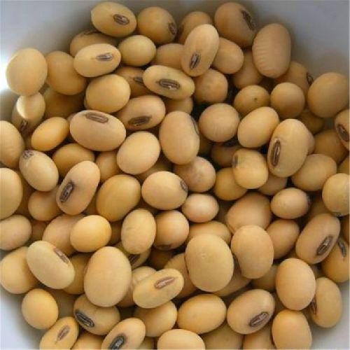 A Grade Sortexed Soybean Seeds