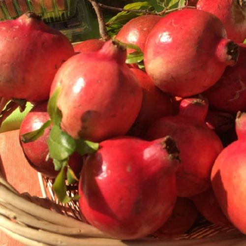 Fresh pomegranate, Certification : HACCP, Grade : AAA