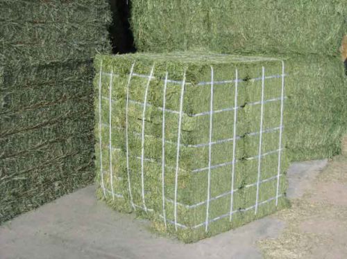 Alfalfa Hay, Shelf Life : 6 Months, 1 Year, 2 Year