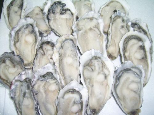 Frozen oysters