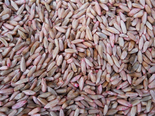 Rye Seeds