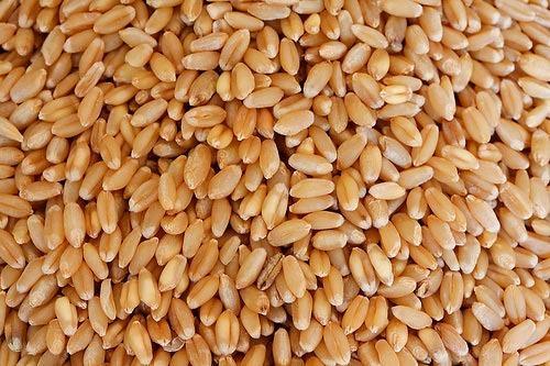Wheat seeds, Material : Wheat