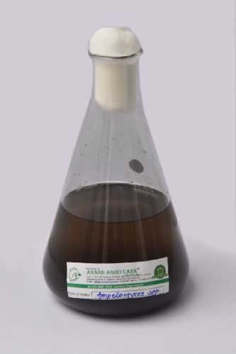 Ampelomyces Quisqualis, For Agriculture, Seed Treatment