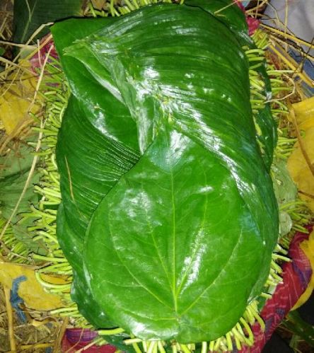 Betel Leaves