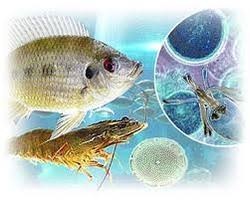 Aquaculture Chemicals, Purity : 99%