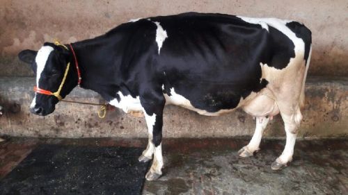 Hf Cow