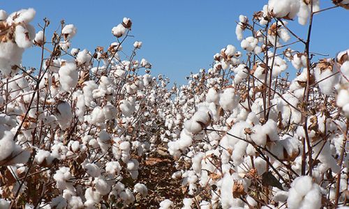 Raw Cotton