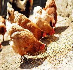 Poultry feed