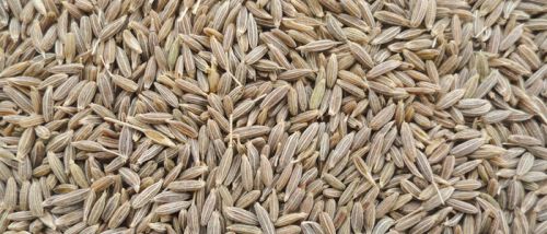 Cumin seeds, Packaging Type : 50kg PP Bags