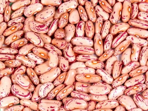 Red Speckled Beans, Packaging Type : 50 Kg PP Bags