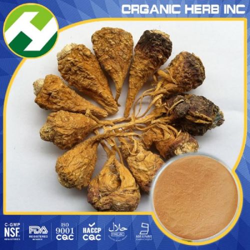Maca Extract Powder