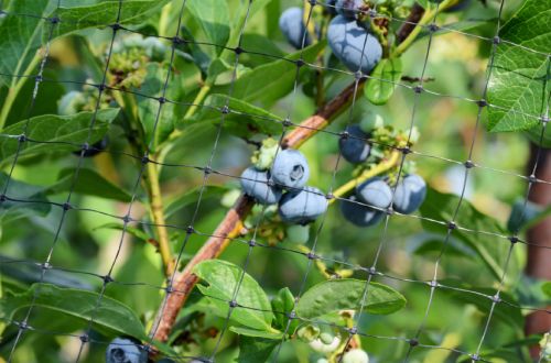 Blueberry Netting