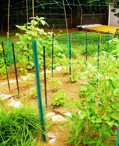 Crop Support Trellis Netting 36' x 328'