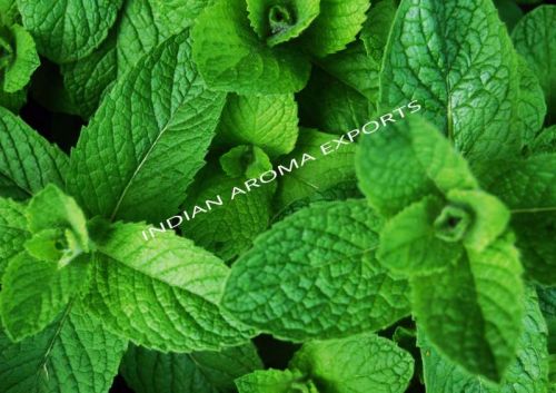 Natural Menthol Essential Oil