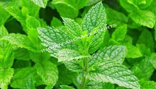 Natural Peppermint Essential Oil