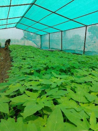 Papaya Plant