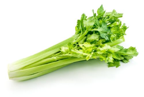 Organic Fresh Celery, Feature : Full With Iron, Good For Health, High In Vitamin D, Nutritious, Protein