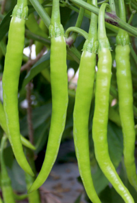 Hybrid Chilli Seeds