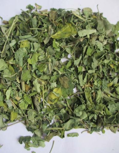 Moringa Oleifera Dry Leaf