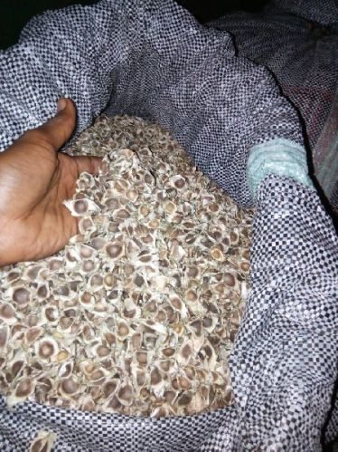 Moringa Seed