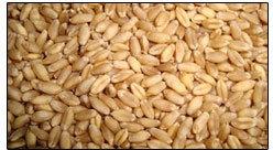 Wheat Seed (PBW-154)