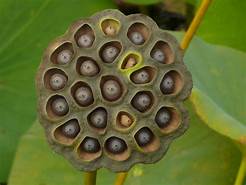 Dried Lotus Seeds