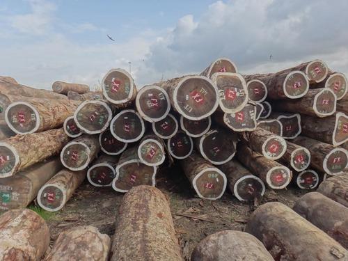Padauk Wood Logs, Thickness : 35cm, Packaging Type : Brown