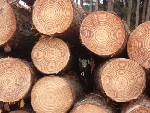 Pine Wood Logs, Shape : Round, Length : 210cm