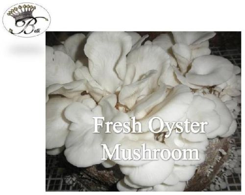 Fresh oyster mushroom, Application : Cooking, Restaurant
