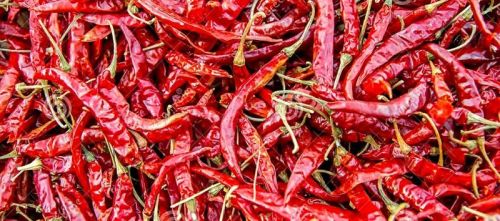 Dried Red Chilli
