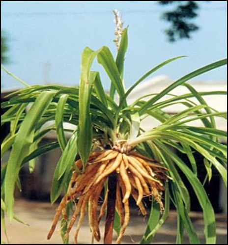 Safed Musli, Safed Musli Powder, Dry Safed Musli