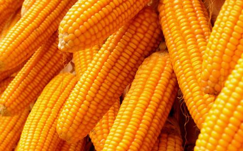 Whole Yellow Maize