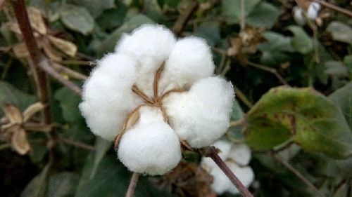 Cotton Plant