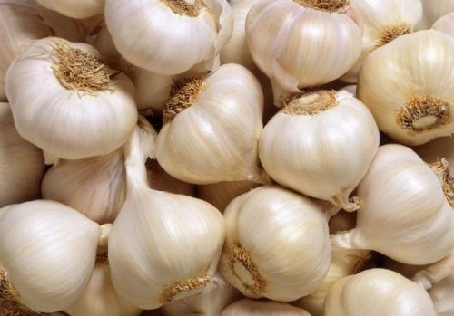 Fresh garlic, Feature : Moisture Proof, Gluten Free