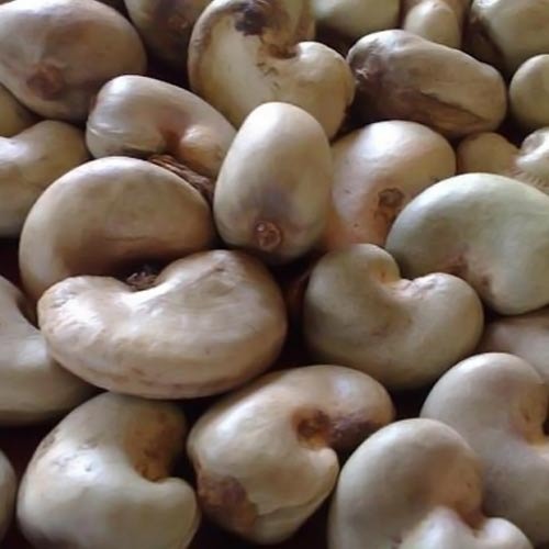 Raw Cashew Nuts, Packaging Type : Natural