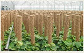 Coir Plant Pole