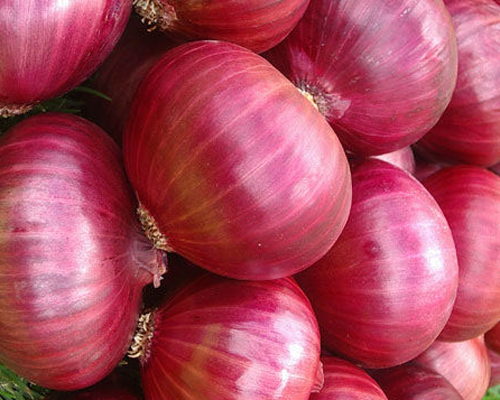 Fresh red onion For Human Consumption