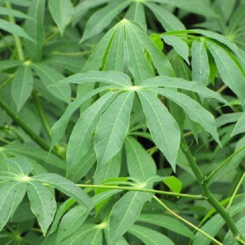 Frozen Cassava Leaves, Packaging Type : Green