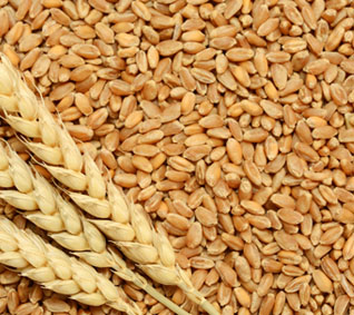 Wheat seeds, Packaging Size : 50-100kg