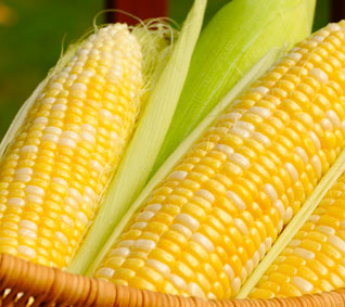 Yellow Corn