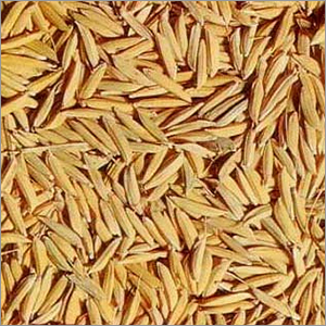 Foundation Paddy Seeds