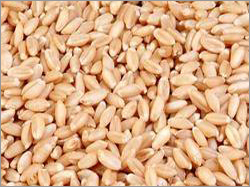 Fresh Wheat Seeds