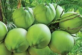 Tender Coconut