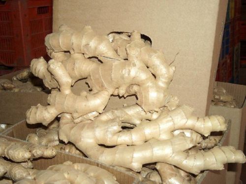 Fresh, Organic & Preserved Vegetables