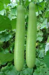 117 F1 HY BOTTLE GOURD SEEDS